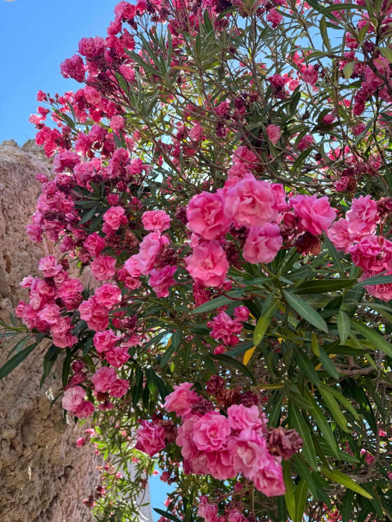La Rosa Blu Bed and Breakfast Gerace Exteriör bild